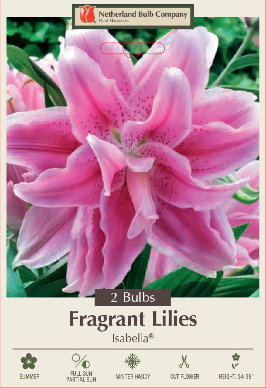 Isabella Double Oriental RoseLily - 2 Bulbs - Huge Double Blooms - Fragrant